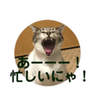 個人的に家で使うにゃ！（個別スタンプ：6）