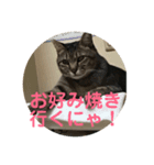 個人的に家で使うにゃ！（個別スタンプ：8）