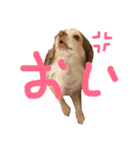 いろんな タルト（個別スタンプ：4）