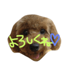 トイプーのご挨拶（個別スタンプ：8）