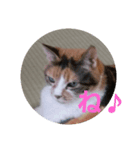yosa_mycats1（個別スタンプ：1）