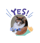 yosa_mycats1（個別スタンプ：2）