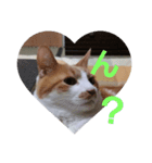 yosa_mycats1（個別スタンプ：3）