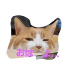 yosa_mycats1（個別スタンプ：4）