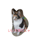yosa_mycats1（個別スタンプ：5）