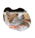 yosa_mycats1（個別スタンプ：6）