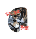 yosa_mycats1（個別スタンプ：7）