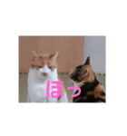 yosa_mycats1（個別スタンプ：8）