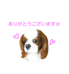 かわいいコリキスタンプ（個別スタンプ：1）