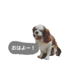 かわいいコリキスタンプ（個別スタンプ：2）