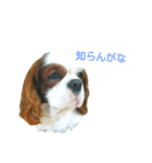 かわいいコリキスタンプ（個別スタンプ：3）