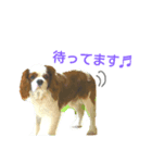 かわいいコリキスタンプ（個別スタンプ：5）