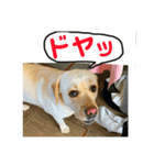 ベリーの日常 The:自分流（個別スタンプ：3）