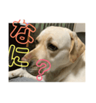 ベリーの日常 The:自分流（個別スタンプ：6）
