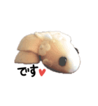 金魚ちゃんスタンプ（個別スタンプ：2）