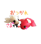 金魚ちゃんスタンプ（個別スタンプ：3）