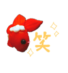 金魚ちゃんスタンプ（個別スタンプ：7）