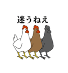 ニワトリトヒヨコ（個別スタンプ：35）