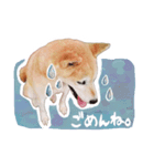 柴犬アイちゃん（個別スタンプ：1）
