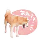 柴犬アイちゃん（個別スタンプ：2）