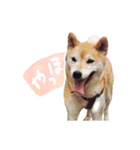 柴犬アイちゃん（個別スタンプ：3）