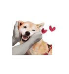 柴犬アイちゃん（個別スタンプ：4）