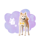 柴犬アイちゃん（個別スタンプ：5）
