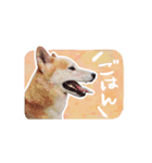 柴犬アイちゃん（個別スタンプ：6）