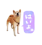 柴犬アイちゃん（個別スタンプ：7）