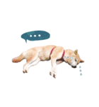 柴犬アイちゃん（個別スタンプ：8）