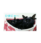黒猫ジジ君キキちゃん（個別スタンプ：5）