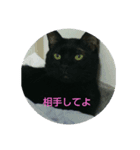 黒猫ジジ君キキちゃん（個別スタンプ：6）