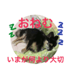 人生の3分の1は睡眠 / Life is dreaming.（個別スタンプ：2）