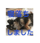 人生の3分の1は睡眠 / Life is dreaming.（個別スタンプ：6）