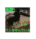 人生の3分の1は睡眠 / Life is dreaming.（個別スタンプ：8）