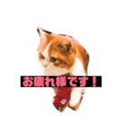 マロちゃん あいさつ編（個別スタンプ：3）