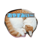 マロちゃん あいさつ編（個別スタンプ：5）