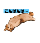 マロちゃん あいさつ編（個別スタンプ：7）