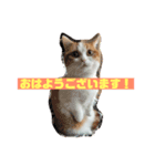 マロちゃん あいさつ編（個別スタンプ：8）