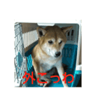 しょっぱい顔の犬（個別スタンプ：1）