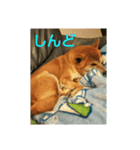 しょっぱい顔の犬（個別スタンプ：2）
