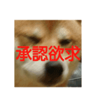 しょっぱい顔の犬（個別スタンプ：4）