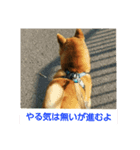 しょっぱい顔の犬（個別スタンプ：5）