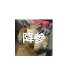 しょっぱい顔の犬（個別スタンプ：6）