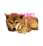 しょっぱい顔の犬（個別スタンプ：7）