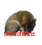 しょっぱい顔の犬（個別スタンプ：8）