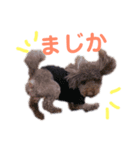 前川くうスタンプ（個別スタンプ：6）