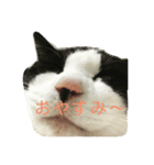 すだちゃんすたんぷその1（個別スタンプ：4）