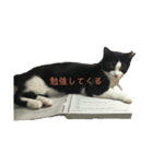 すだちゃんすたんぷその1（個別スタンプ：8）