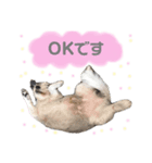 てっちゃん すたんぷ（個別スタンプ：6）